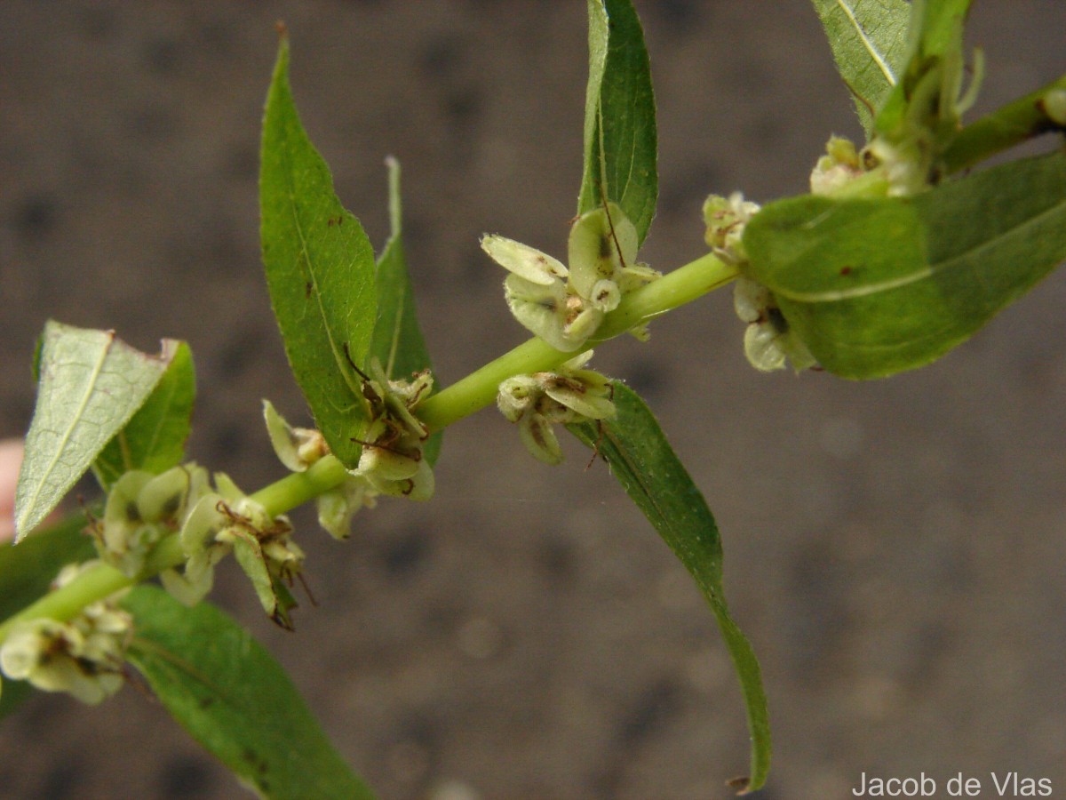 Gonostegia pentandra var. wightii (Benn.) Pull. & Karupp.